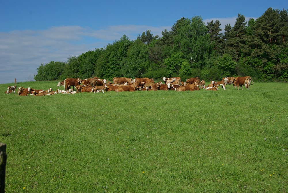 Pastevní směs 3 – POLOPOZDNÍ až POZDNÍ