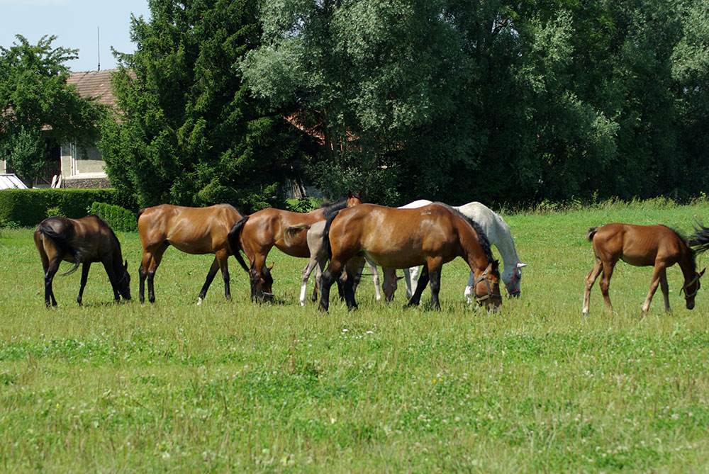 Pastevní směs 2 (bez jetelů) – POLOPOZDNÍ